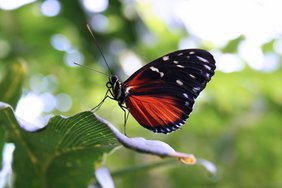 HIer ist ein orange, schwarzer Schmetterling zu sehen, der auf einem grünen Blatt sitzt.