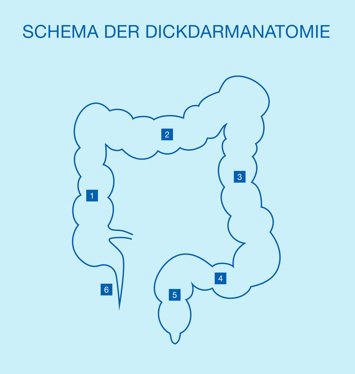 Schema Darm (Grafik: de-Agentur) Schema der Dickdarmanatomie.